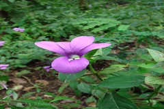 Barleria prattensis
